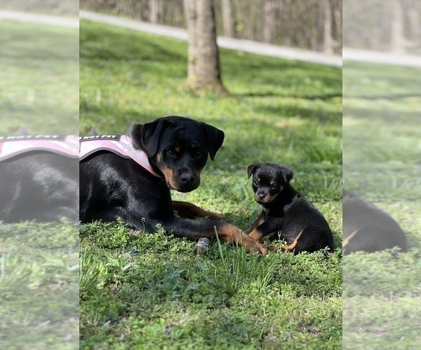 Medium Photo #20 Rottweiler Puppy For Sale in VONORE, TN, USA