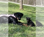 Small #19 Rottweiler