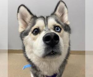 Alaskan Klee Kai Dogs for adoption in Aurora, CO, USA