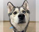 Small Alaskan Klee Kai