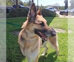 Small German Shepherd Dog