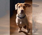 Small #41 Labrador Retriever Mix