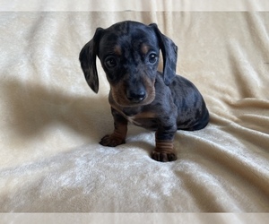 Dachshund Puppy for sale in SAN JOSE, CA, USA