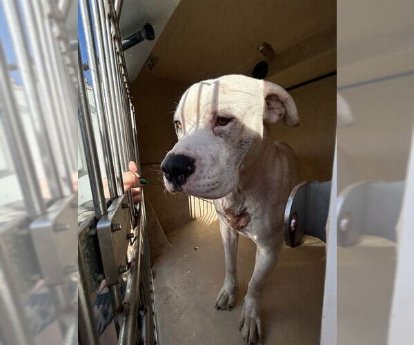 Medium Photo #1 American Bulldog-Unknown Mix Puppy For Sale in Oklahoma City, OK, USA