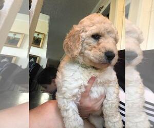 Labradoodle Puppy for sale in PINEHURST, TX, USA