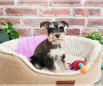 Small #9 Schnauzer (Miniature)