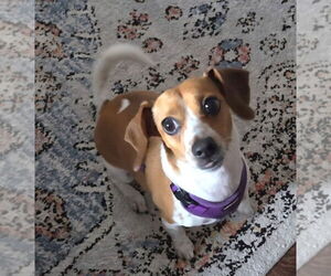 Chiweenie Dogs for adoption in Foristell, MO, USA