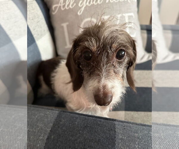 Medium Photo #4 Dachshund Puppy For Sale in Shelbyville, TN, USA