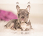 Small Photo #10 French Bulldog Puppy For Sale in LOX, FL, USA