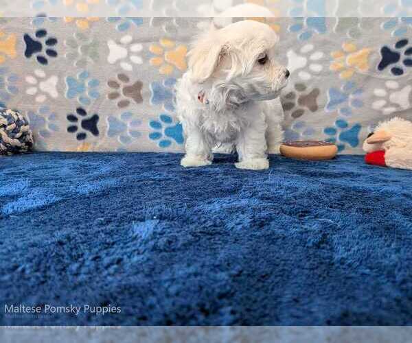 Medium Photo #16 Maltese Puppy For Sale in OCALA, FL, USA