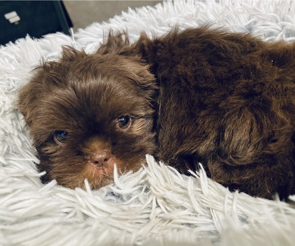 Medium Photo #4 Shih Tzu Puppy For Sale in MESA, AZ, USA