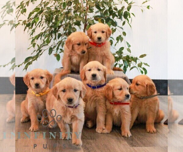 Medium Photo #2 Golden Retriever Puppy For Sale in LITITZ, PA, USA