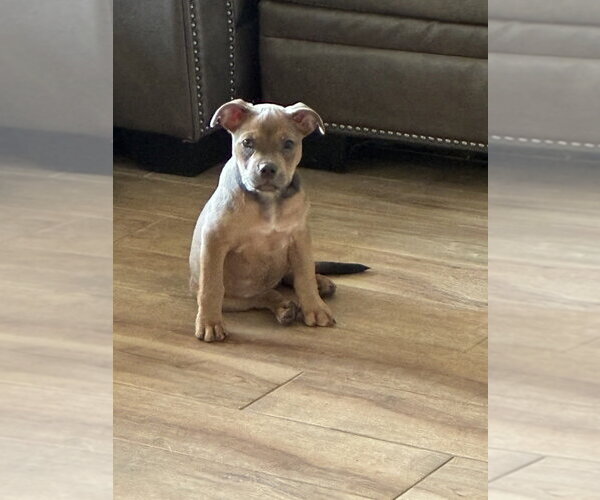 Medium Photo #12 Mutt Puppy For Sale in OKLAHOMA CITY, OK, USA