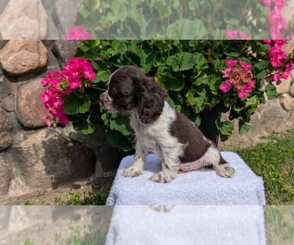 Medium Photo #12 Cocker Spaniel Puppy For Sale in GOSHEN, IN, USA