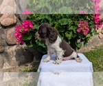 Small #11 Cocker Spaniel