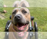 Small #12 American Pit Bull Terrier-American Staffordshire Terrier Mix