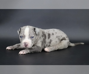 American Bully Puppy for sale in CHAMPAIGN, IL, USA