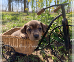 Small Photo #1 Dachshund Puppy For Sale in WINSLOW, AR, USA