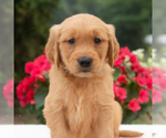 Small #4 Golden Retriever