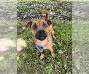 Mutt Dogs for adoption in Candler, NC, USA