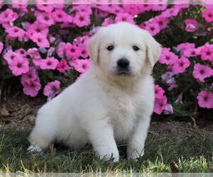 English Cream Golden Retriever Puppy for sale in FREDERICKSBG, OH, USA
