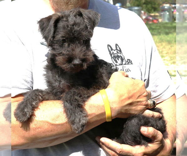 Medium Photo #4 Poodle (Miniature)-Unknown Mix Puppy For Sale in Bandera, TX, USA