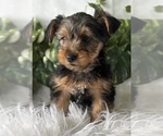 Small #2 Yorkshire Terrier