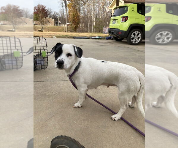 Medium Photo #7 Mutt Puppy For Sale in Greenbelt, MD, USA