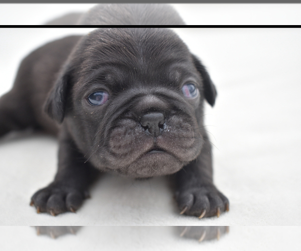 Medium Photo #3 Pug Puppy For Sale in PALM COAST, FL, USA