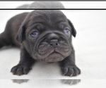 Small #2 Pug