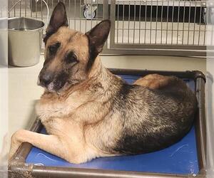 German Shepherd Dog Dogs for adoption in Bakersfield, CA, USA