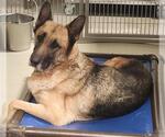 Small German Shepherd Dog