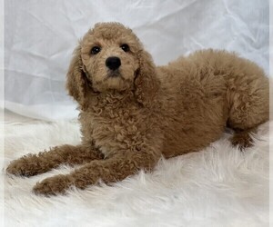 Poodle (Standard) Puppy for sale in DUNDEE, OH, USA