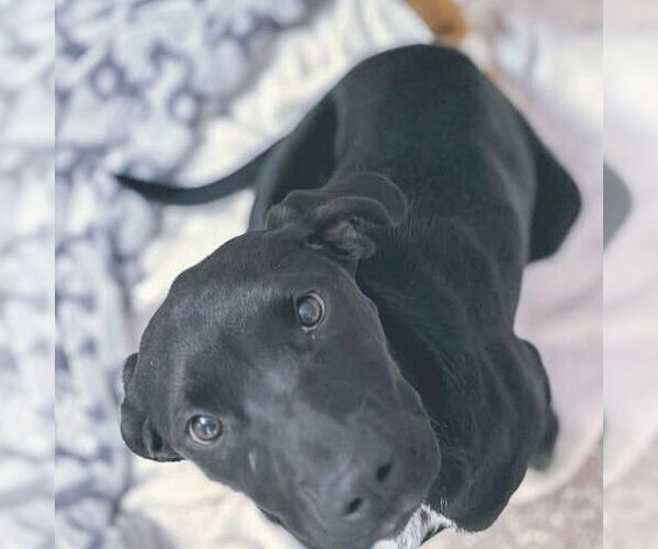 Medium Photo #1 Coonhound-Unknown Mix Puppy For Sale in Hilton Head, SC, USA