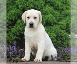 Small Photo #4 Labrador Retriever Puppy For Sale in DELTA, PA, USA