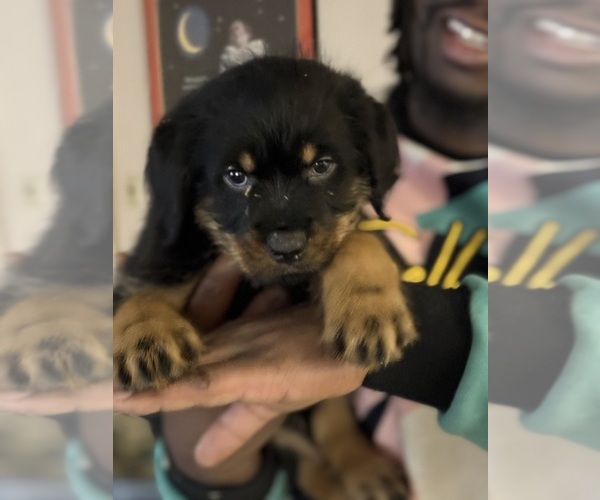 Medium Photo #1 Labrottie Puppy For Sale in SCRANTON, PA, USA