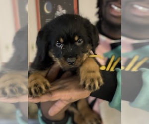 Labrottie Puppy for sale in SCRANTON, PA, USA