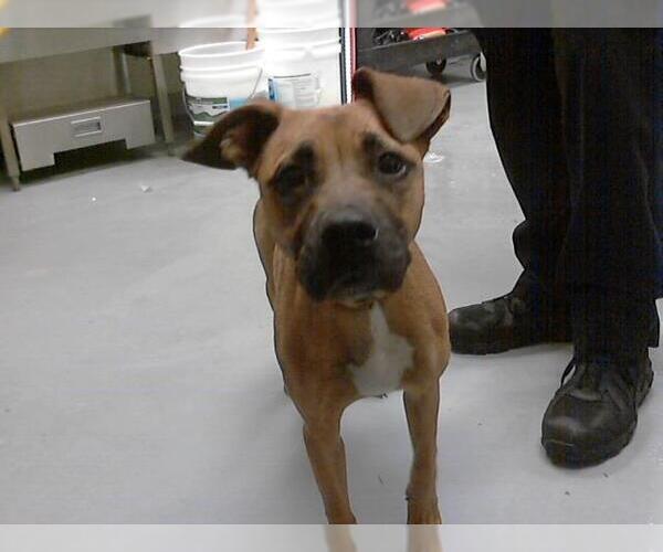 Medium Photo #1 Labrador Retriever-Unknown Mix Puppy For Sale in Fayetteville, NC, USA