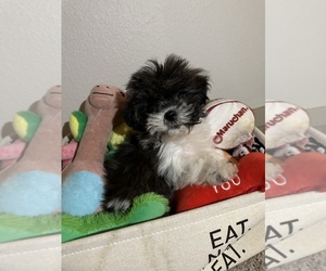 Shih-Poo Puppy for sale in EVERETT, WA, USA