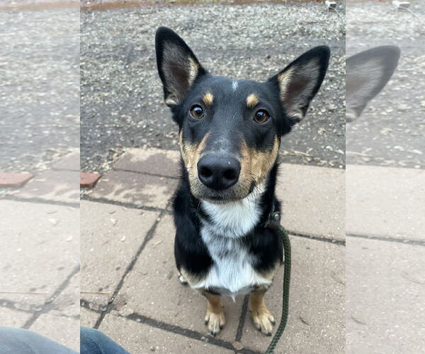 Medium Photo #6 Australian Kelpie-Unknown Mix Puppy For Sale in Milpitas, CA, USA