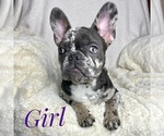 Small Photo #7 French Bulldog Puppy For Sale in BOTHELL, WA, USA