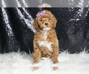 Poodle (Miniature) Puppy for sale in WARSAW, IN, USA