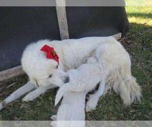 Mother of the Great Pyrenees puppies born on 10/01/2022