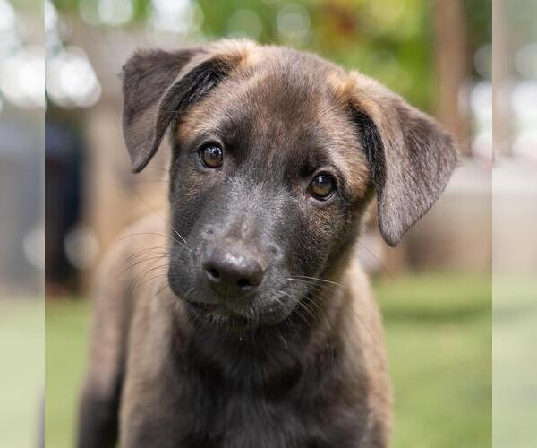 Medium Photo #6 Labrador Retriever-Unknown Mix Puppy For Sale in San Diego, CA, USA