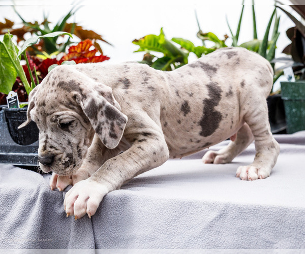 Medium Photo #23 Great Dane Puppy For Sale in WAKARUSA, IN, USA