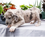 Small #22 Great Dane