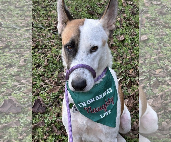 Medium Photo #1 German Shepherd Dog Puppy For Sale in Montgomery, AL, USA