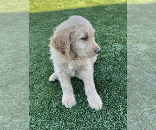Medium Photo #41 Goldendoodle Puppy For Sale in PHOENIX, AZ, USA