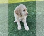 Small Photo #41 Goldendoodle Puppy For Sale in PHOENIX, AZ, USA