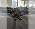 Puppy Purple Dachshund